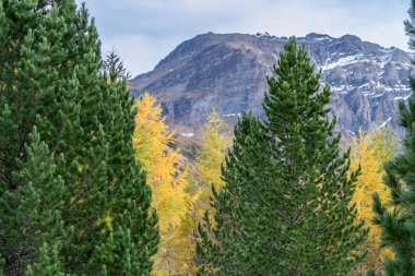 Yeşil köknar ağacı dağın tepesinin arkasındaki sarı tarla ağacını karla kaplar, renkli sonbahar alüvyonları, su baskını ve peri masalı ormanları.