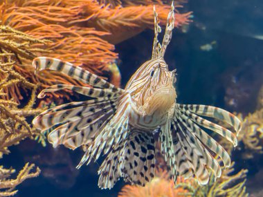 Zebrafish, Peacock Lion Balığı, Ateş Böceği, Pterois Volitans, Türk Balığı tropikal renkli yumuşak mercan balığı mavi deniz suyu arka planında, suyun altında, kafa kafaya, yaklaş