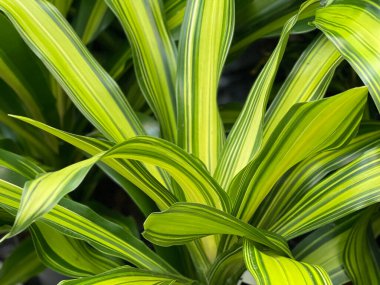 Tropikal Dracaena parfümleri Charley Kopf bitkileri bahçe merkezinde satışta, açık yeşil zebra yaprakları kapalı ev bitkisi, hava temizleme tesisi
