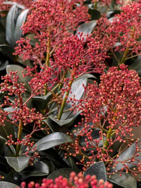 kırmızı skimmia japonica, Rutaceae, olgun meyve rubella, dikey çekim, tam çerçeve
