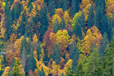 Dağdaki altın sonbahar ağaçlarının renkli parlak parıltısı. Hindistan 'ın sonbahar mevsiminde yeşil kozalakların arasında turuncu ve sarı renkler