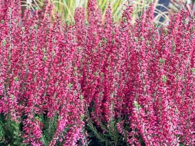 Heather çiçekleri, Calluna vulgaris, Erica arborae, açık pembe, güneşli bir günde, tam kare, kapat