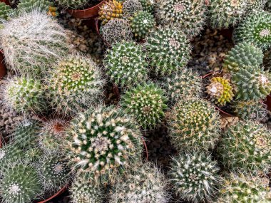 Kaktüs sulu arka plan. grup büyümesi, boyut, şekil, renk ve sivri uçlar, yukarıdan aşağıya düz görünüm