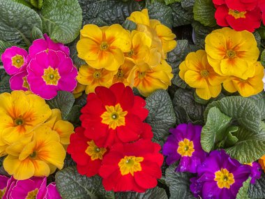 Çuha çiçekleri, primula, bahçe merkezi pazarında satışa sunulan saksılarda renkli çeşitlilikler, tıbbi bitki, ilkbahar çiçekleri her zaman, tepeden aşağı manzara, kapanış.