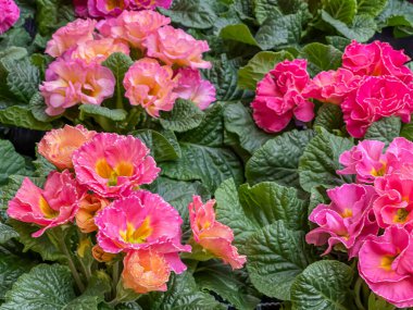 Çuha çiçekleri, primula, bahçe merkezi pazarında satılığa çıkarılan saksılarda pembe çeşitlilik, tıbbi tesis, ilkbahar başları, tepeden aşağı manzara, kapanış.