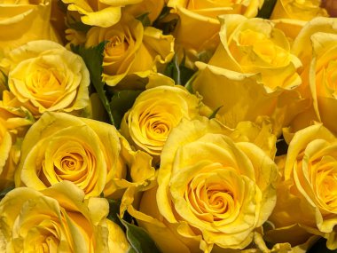 Parlak sarı bahar gülleri aranjmanı, satış vitrinleri. Üst aşağı, tam çerçeve