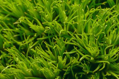 Yeşil çimen uçlu alan arka plan makrosu, yüksek açı görünümü, kapat