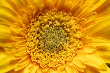 Baş deseni makro, parlak yuvarlak güneş şekli parlak sarı turuncu taç yaprağı ve tozlaşma damgası, yaz titreşimleri, tam çerçeve, kafa kafaya