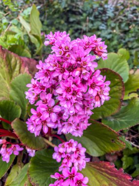 Bergenia rotblum (Elephahant 'ın Kulakları), ilkbaharın başlarında kalp yaprağı büyük pembe çiçek, dikey çekim, yakın çekim