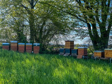 Arı kovanları, ağaçların gölgesinde ahşap kutular güneşli bir günde çayırdaki çimlerde.