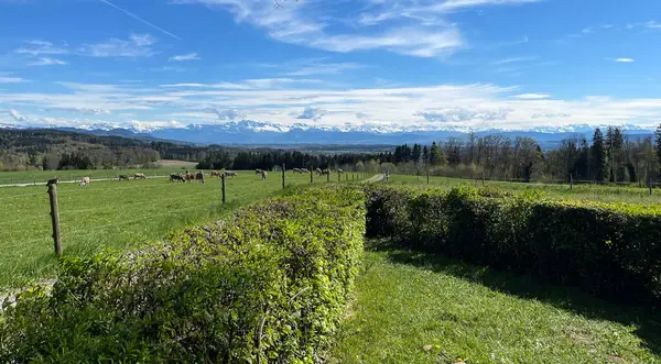 Cennet gibi bahar manzarası. Açık güneşli bir günde açık hava ve mavi bulutlu gökyüzü ile arka planda kar örtüsü bulunan İsviçre Alpleri 'ne doğru sürüyü otlatan çitler..