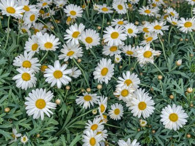 Beyaz marş ya da papatya çiçeği tarlası, yüksek açı manzarası, tam çerçeve, kapat