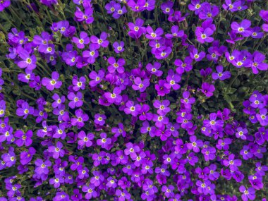 Mor kaya teresi, Aubretia Deltoidea çiçeği. Yastık büyümesinde yoğun küçük mor çiçekler, yüksek açı görünümü, tam çerçeve, kapat