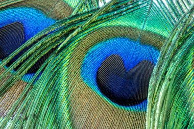 Dikey yönde katmanlı tavus kuşu tüyleri. yeşil ve mavi, köşegen yönünde, beyaz arkaplanda, yüksek açı, kapalı, tam çerçeve