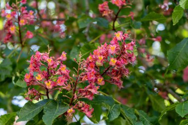 Aesculus pavia, ilkbaharda ağaçta kırmızı kestane çiçekleri.