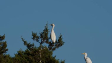 Mavi gökyüzü olan bir grup beyaz balıkçıl.