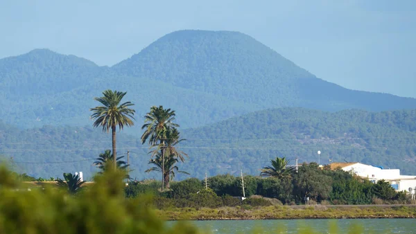 mountains with pine trees and palm trees in front on the island of ibiza
