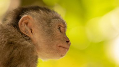 Tipik bir orman maymunu yakınlaşır ve insanlara alışır. Maymunlar ormanın yakınındaki küçük bir meydana yaklaşıyorlar..
