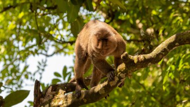 Tipik bir orman maymunu yakınlaşır ve insanlara alışır. Maymunlar ormanın yakınındaki küçük bir meydana yaklaşıyorlar..