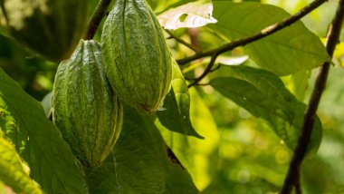 Ağaçtan sarkan kakao meyvesi.