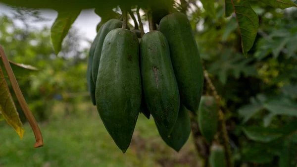 Ağaçta asılı tropik meyve. Ekvator 'da papaya meyvesi