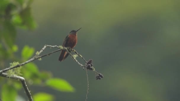 Mooie Wilde Kolibrie Een Tak Met Regenachtige Dag — Stockvideo