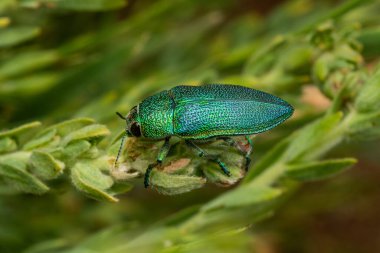 Perotis unicolor, buprestido, en Ifrane, Marruecos