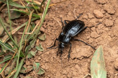 Carabus en Ifrane, Marruecos