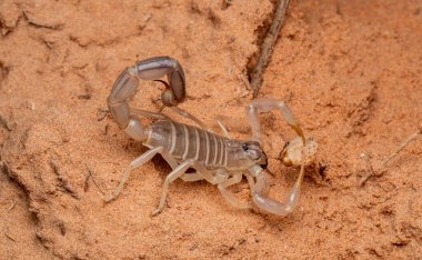 Escorpion en el desierto de Marruecos