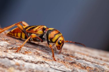 Xylotrechus chinensis, invasive longhorn beetle species (Coleoptera: Cerambycidae) on the trunk of a mulberry tree (Morus alba) in Sagunto, Valencia province, Valencian Community, Spain, urban tree pest causing severe damage.