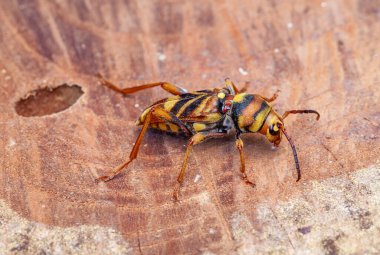 Xylotrechus chinensis sobre arbol de morera clipart