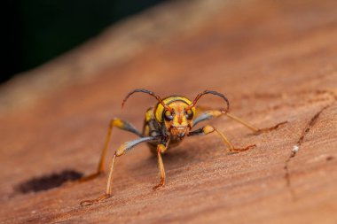 Xylotrechus chinensis sobre arbol de morera clipart