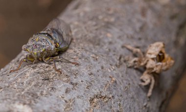 Cigarra eclosionando con exuvia de ninfa