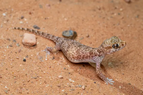 Gecko en las arenas del desierto de Errachidia, Marruecos