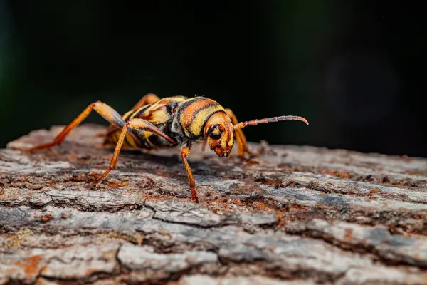 stock image Xylotrechus chinensis sobre arbol de morera