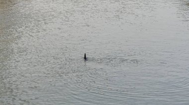 Parktaki nehrin güzel manzarası