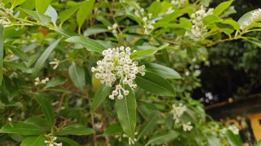 Bahçedeki güzel beyaz çiçekler    