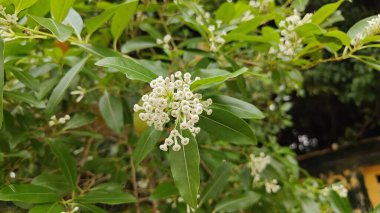 Bahçedeki güzel beyaz çiçekler    