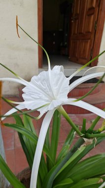 Güzel botanik çekimi. Egzotik beyaz çiçek.