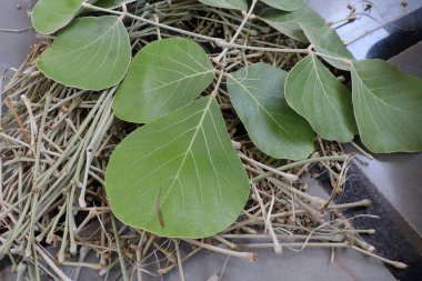 Butea Monosperma Ahşap arka planda yalıtılmış bırakır