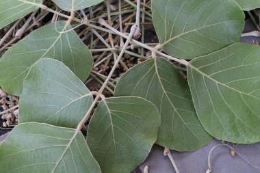 Butea Monosperma Leaves Isolated on wood background clipart
