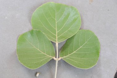 Butea Monosperma Ahşap arka planda yalıtılmış bırakır