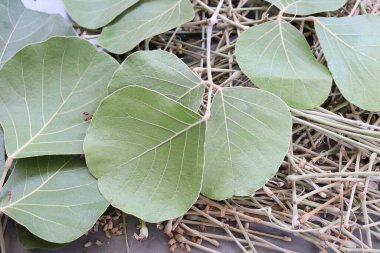 Butea Monosperma Ahşap arka planda yalıtılmış bırakır