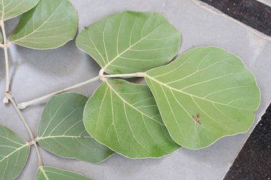 Butea Monosperma Ahşap arka planda yalıtılmış bırakır