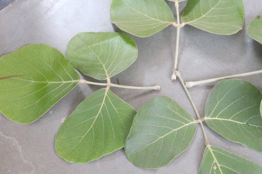 Butea Monosperma Ahşap arka planda yalıtılmış bırakır