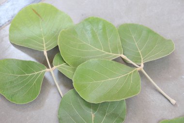 Butea Monosperma Ahşap arka planda yalıtılmış bırakır