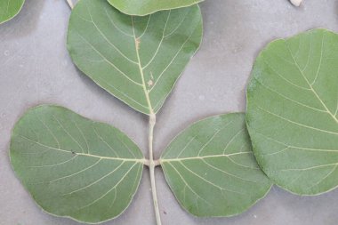 Butea Monosperma Ahşap arka planda yalıtılmış bırakır