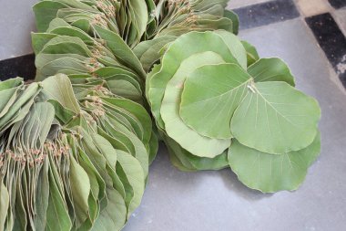 Butea Monosperma Ahşap arka planda çelenk bırakıyor