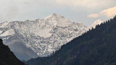 Sonsuza dek yeşil orman manzarası ve güzel karlı dağlar.