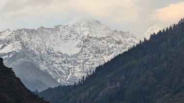 Sonsuza dek yeşil orman manzarası ve güzel karlı dağlar.